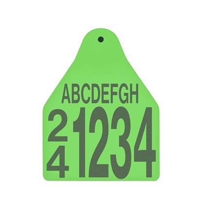 Picture of Large Male BOS | Layout 5 | Sheep