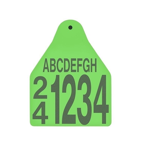 Picture of Large Male BOS | Layout 5 | Sheep