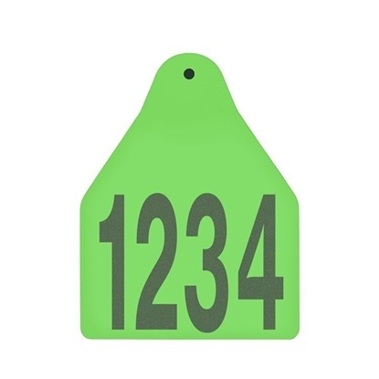 Picture of Large Male BOS | Layout 1 | Sheep