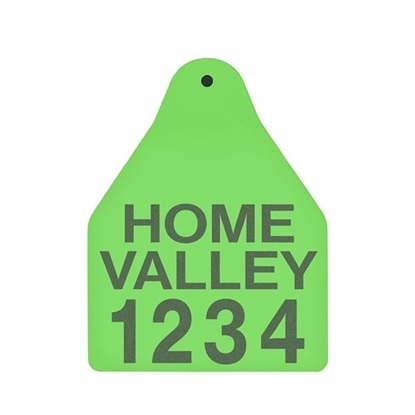 Picture of Large Male BOS | Layout 3 | Sheep