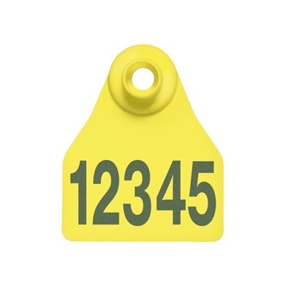 Picture of Small Female BOS | Layout 1 | Sheep