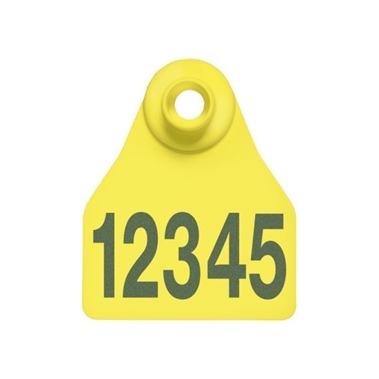 Picture of Small Female BOS | Layout 1 | Sheep