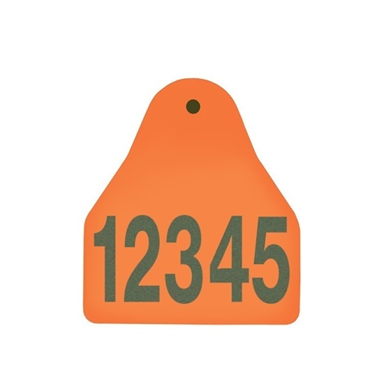 Picture of Small Male BOS | Layout 1 | Sheep