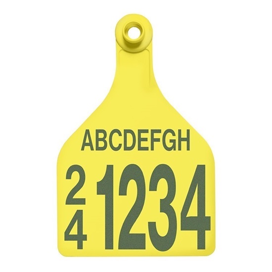 Picture of XL Female BOS | Layout 5 | Sheep