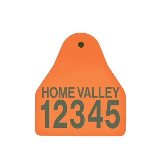 Picture of Small Male BOS | Layout 2 | Sheep