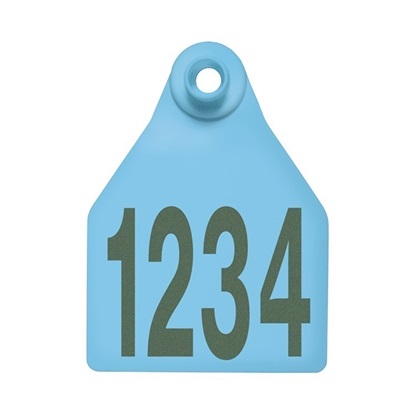 Picture of Large Female BOS | Layout 1 | Cattle