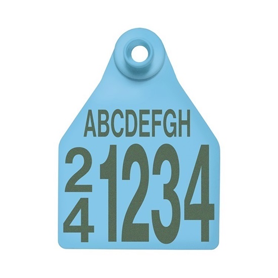 Picture of Large Female BOS | Layout 5 | Cattle