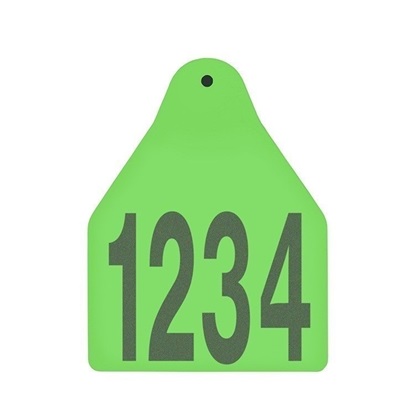 Picture of Large Male BOS | Layout 1 | Cattle