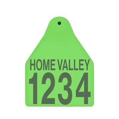 Picture of Large Male BOS | Layout 2 | Cattle