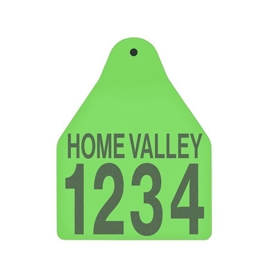 Picture of Large Male BOS | Layout 2 | Cattle