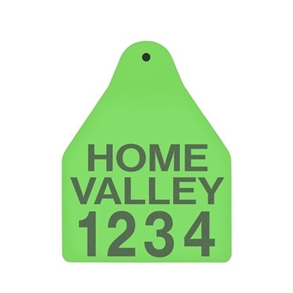 Picture of Large Male BOS | Layout 3 | Cattle