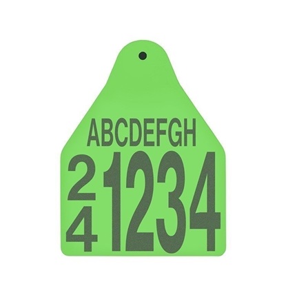 Picture of Large Male BOS | Layout 5 | Cattle