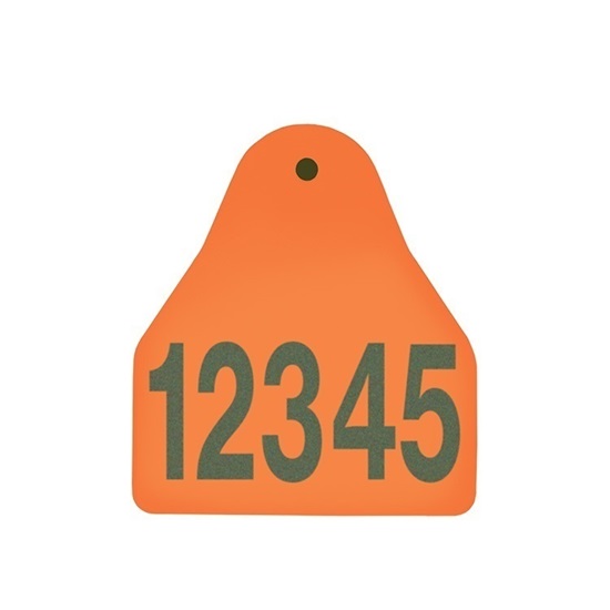 Picture of Small Male BOS | Layout 1 | Cattle